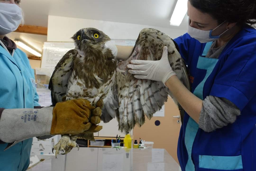 Circaète Jean-le-Blanc en phase de réhabilitation et de rééducation au centre de soins pour la faune sauvage de la LPO à Buoux