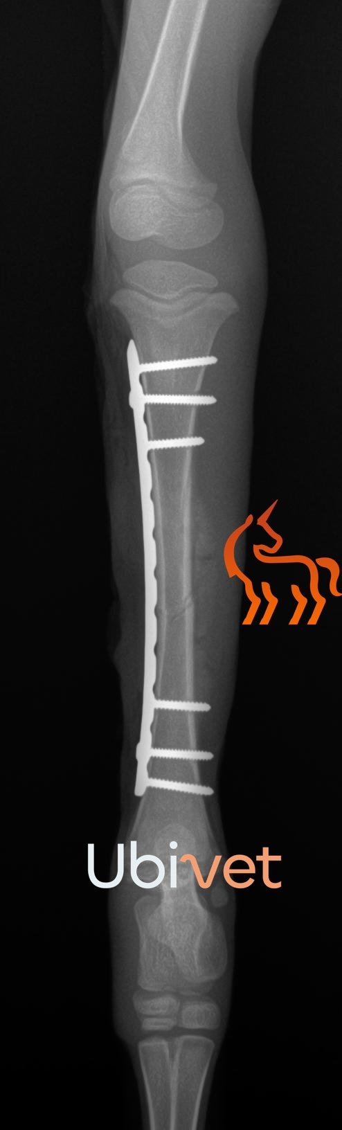 Chirurgie orthopédique sur une fracture d'un faon par l'équipe UBIVET