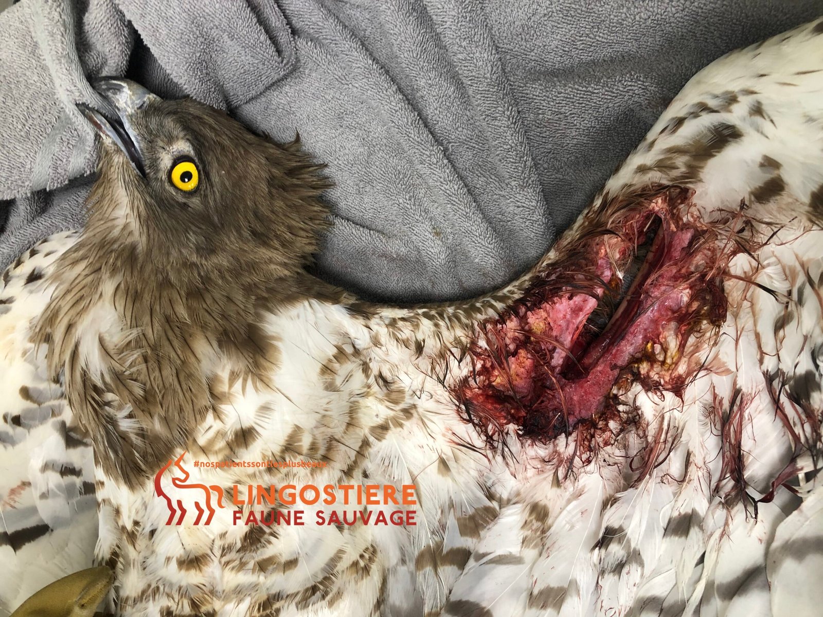 Évaluation des lésions et préparation chirurgicale de l'aile d'un Circaète Jean-le-Blanc par l'équipe de Lingostière Faune Sauvage