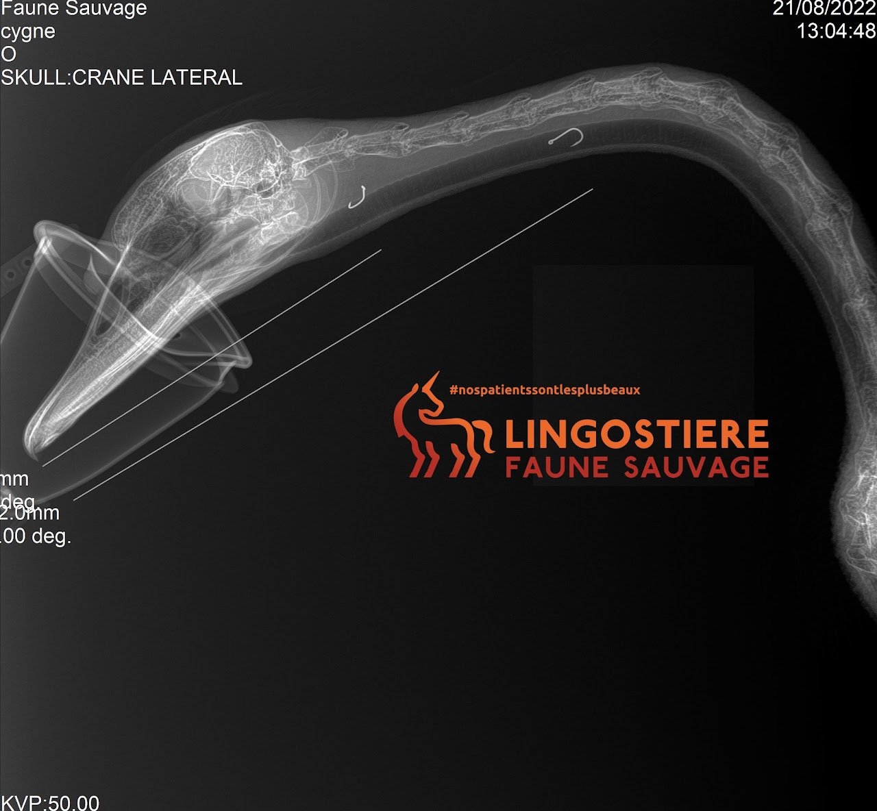 Cygne victime d'un hameçon - Radiographie et chirurgie d'urgence par le Dr Nicolas MARTINEZ à Nice