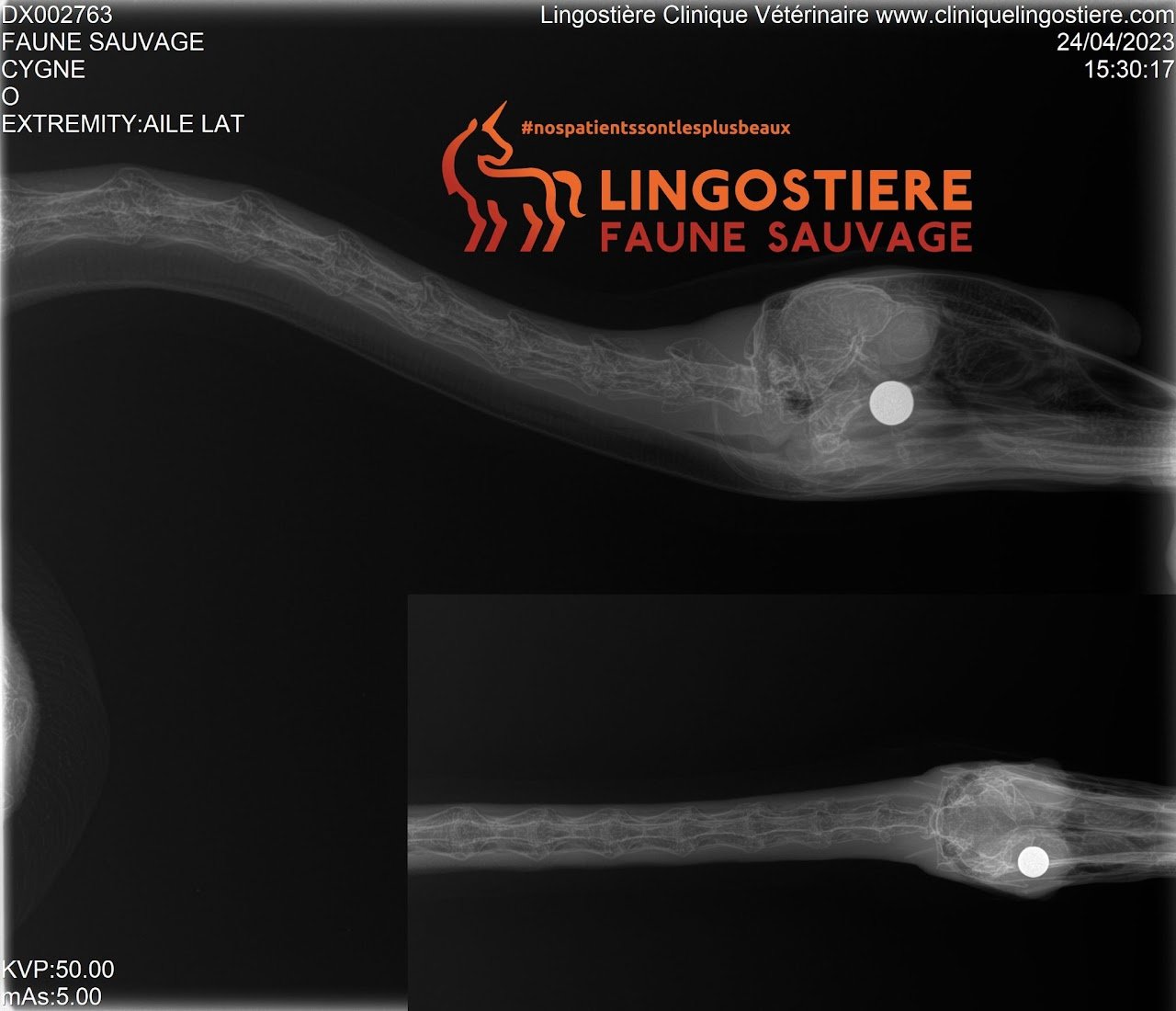 Cygne blessé par un plomb de chasse à la tête - Diagnostic et chirurgie par le Dr Nicolas MARTINEZ à Nice