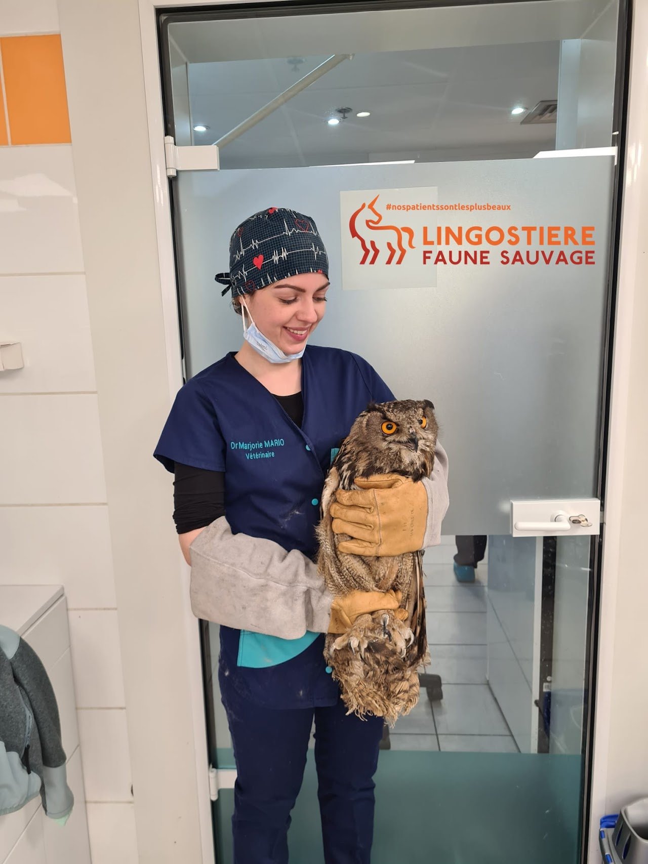 Dr Marjorie MARIO vétérinaire soignant un Hibou Grand-Duc - Lingostière Faune Sauvage Nice
