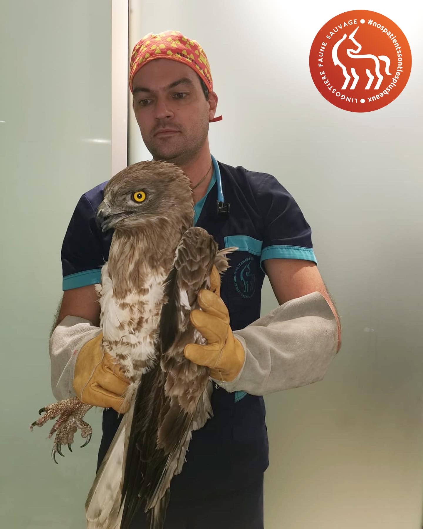 Le Dr Nicolas MARTINEZ, vétérinaire, prodigue les premiers soins cliniques à un Circaète Jean-le-Blanc blessé au centre Lingostière Faune Sauvage
