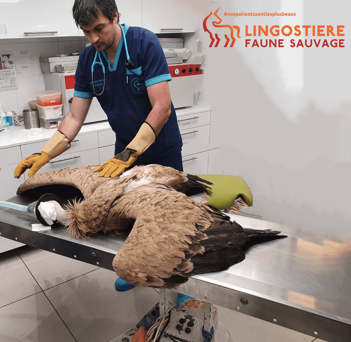 Le Dr Nicolas MARTINEZ, vétérinaire, prodigue des soins médicaux d'urgence à un Vautour fauve