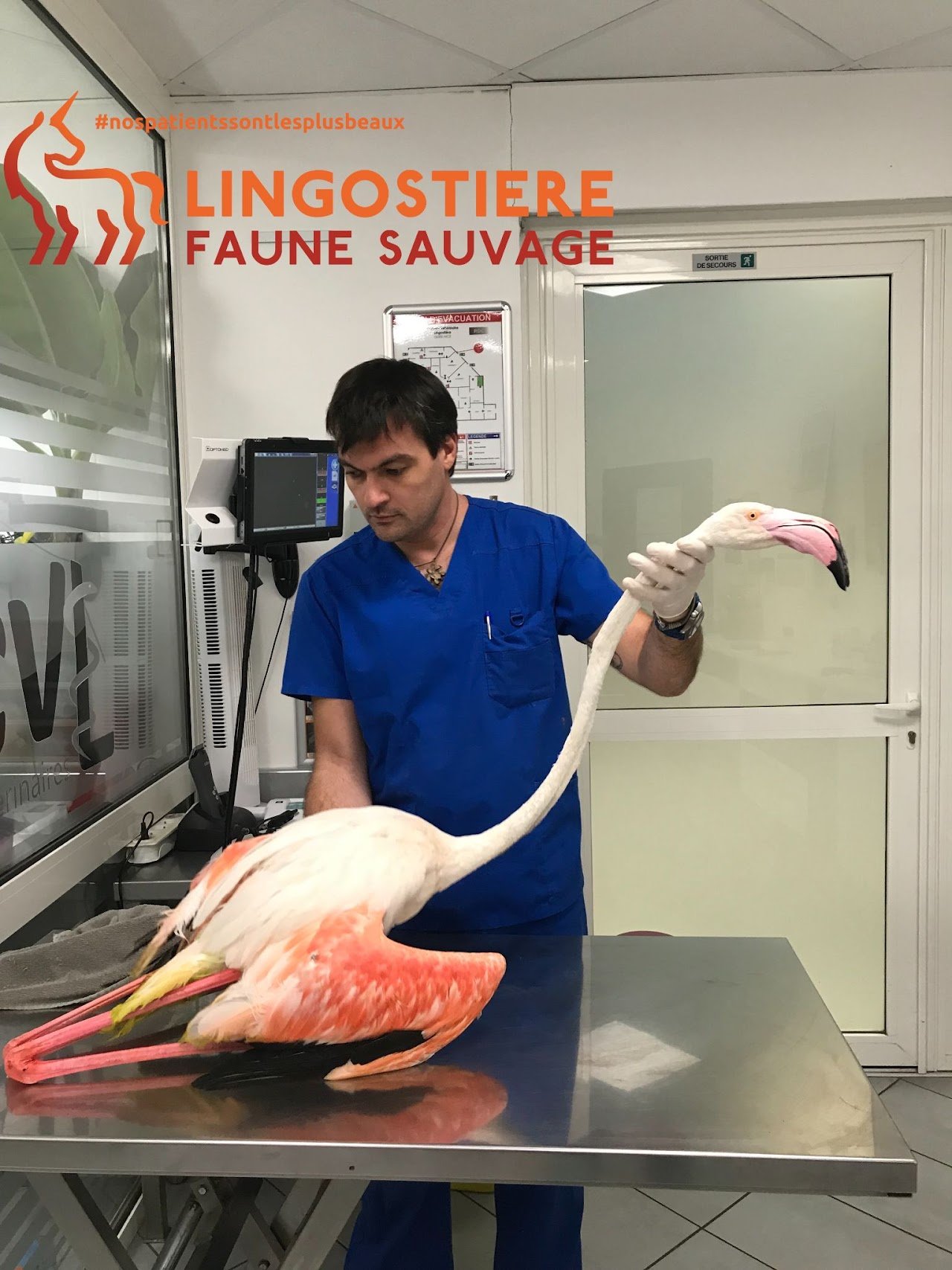 Flamant rose sauvé sur la Promenade des Anglais - Prise en charge exclusive du Dr Nicolas MARTINEZ vétérinaire à Nice