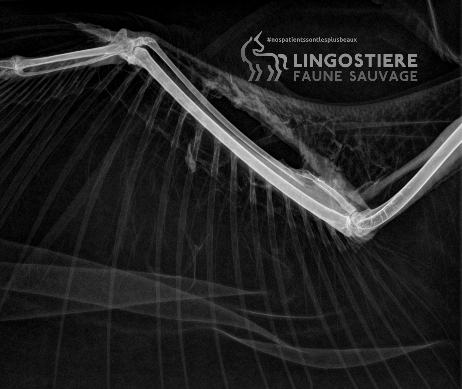 Imagerie vétérinaire radiographique montrant une fracture du radius sur un rapace Circaète Jean-le-Blanc