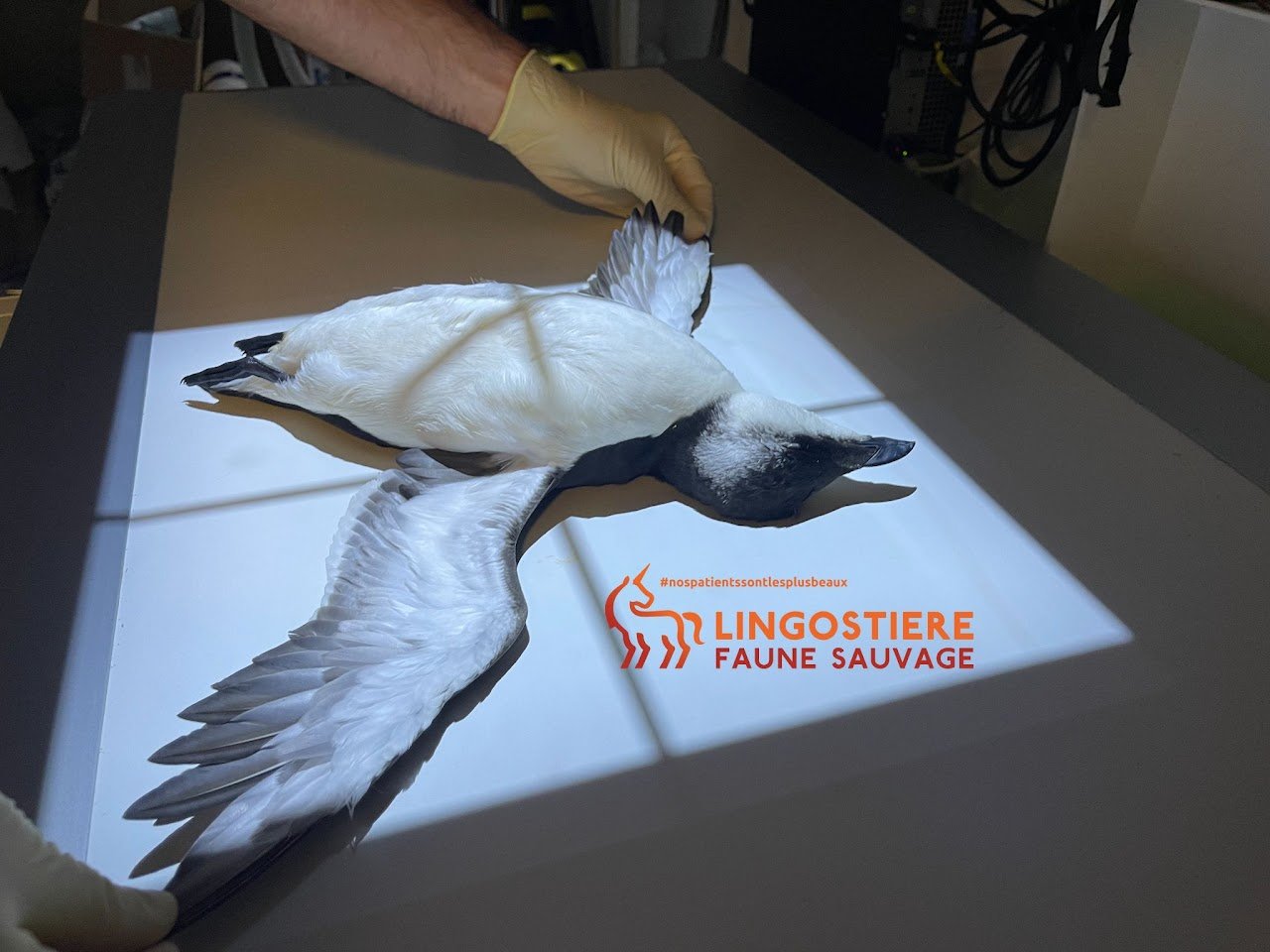 Échouage de pingouin torda à Nice - Prise en charge clinique par le Dr Nicolas MARTINEZ vétérinaire