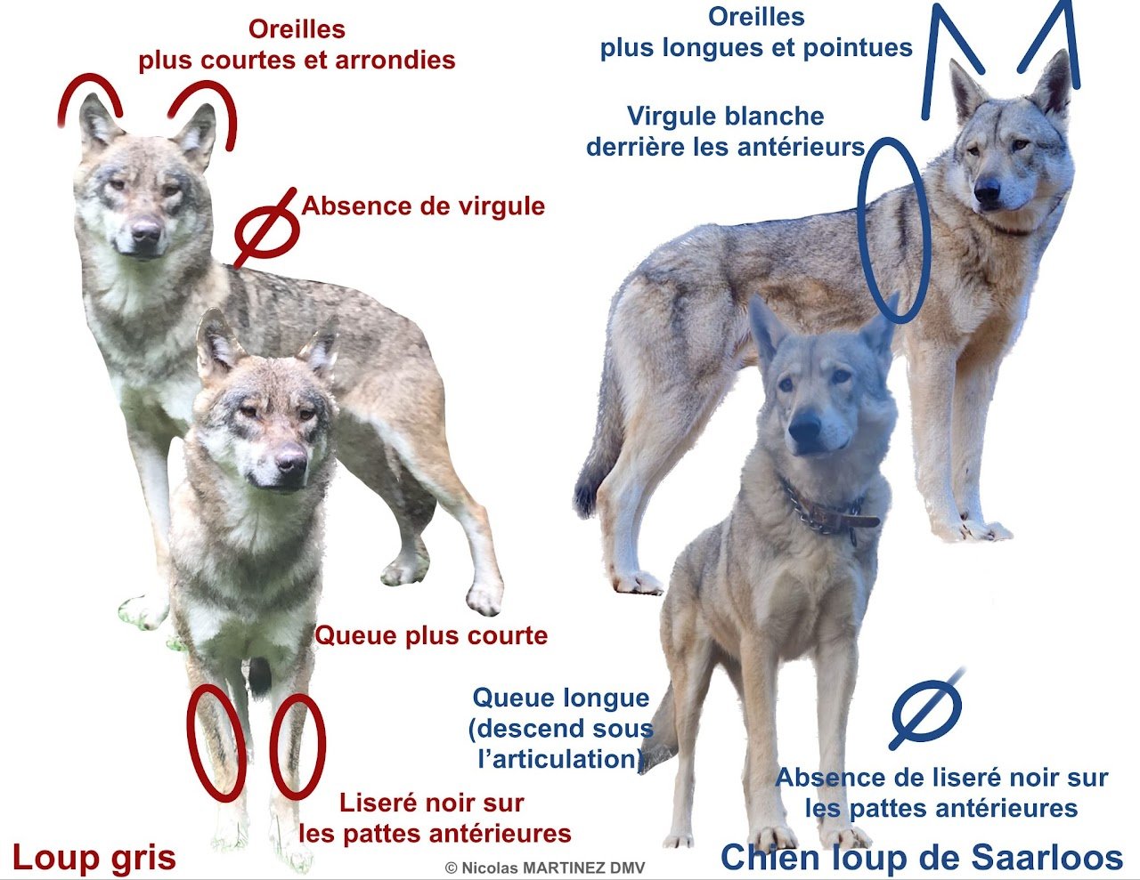 Publication scientifique le Loup en France par le Dr Nicolas MARTINEZ Vétérinaire