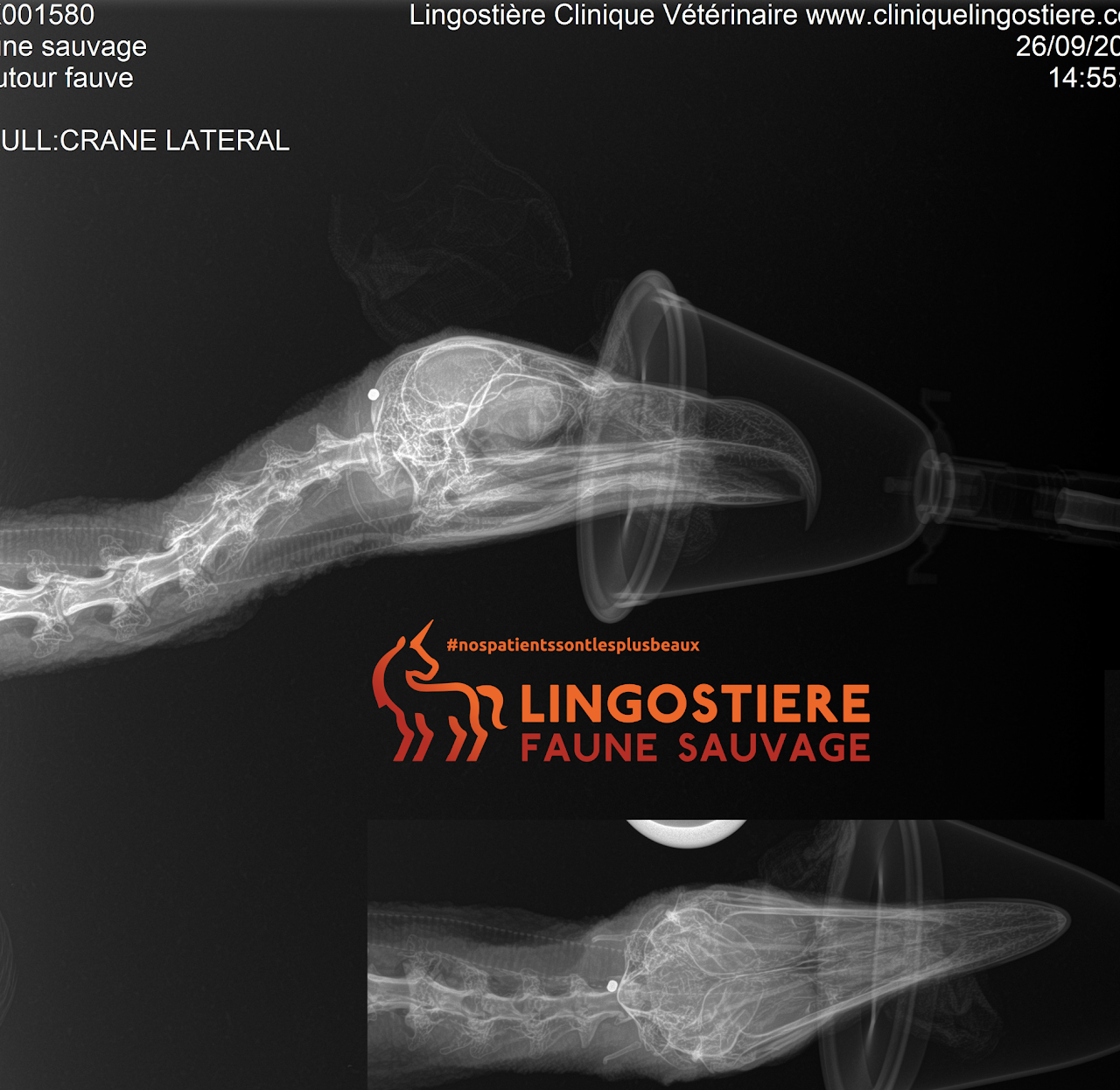 Imagerie vétérinaire : Radiographie d'un Vautour fauve révélant un plomb de chasse logé à l'arrière du crâne
