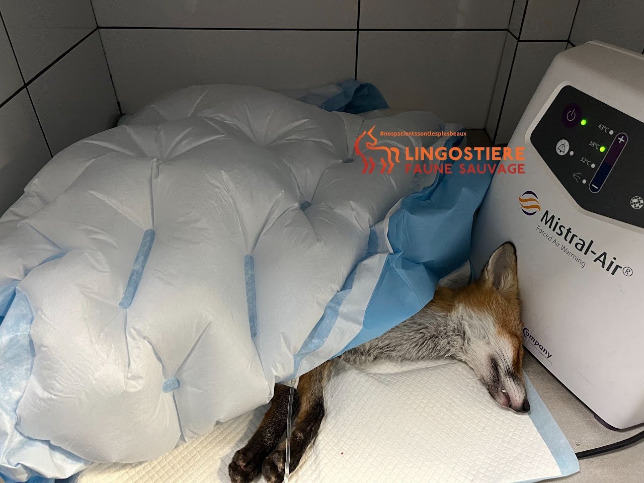 Renard en perfusion d'intra-lipide pour intoxication et hypothermie à Lingostière Clinique Vétérinaire Nice