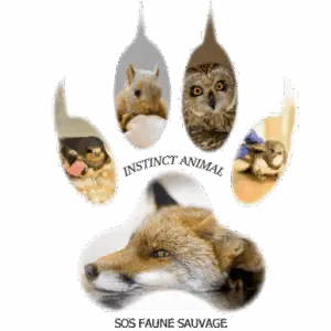 Logo SOS Faune Sauvage Instinct Animal