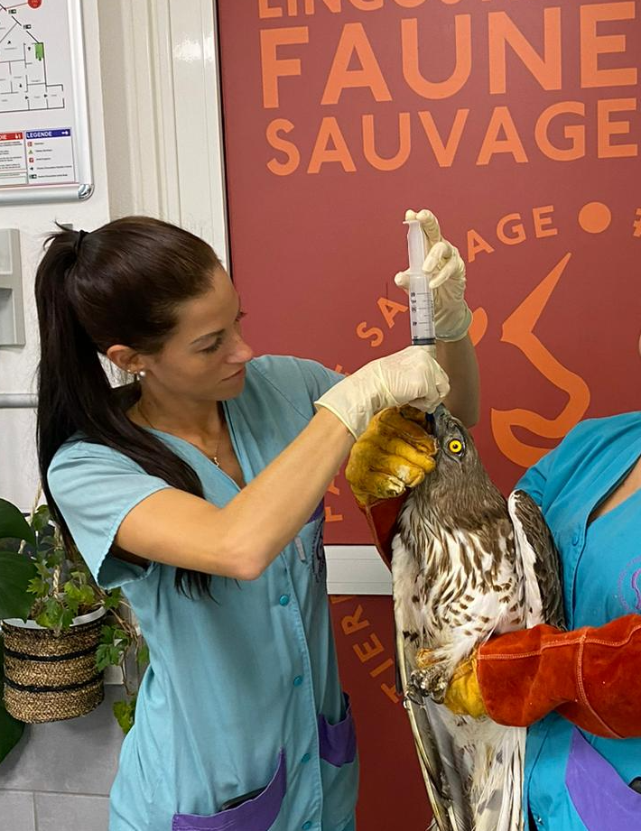 Stéphanie CAMUS - Secrétaire de l'association Lingostière Faune Sauvage