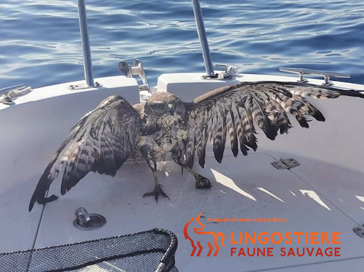 Buse sauvée de la noyade par un pêcheur - Association Lingostière Faune Sauvage
