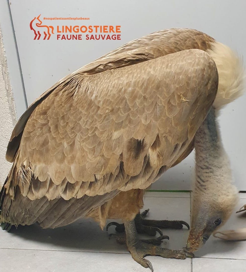 Vautour victime d'intoxication au plomb - Intervention chirurgicale du Dr Nicolas MARTINEZ vétérinaire à Nice