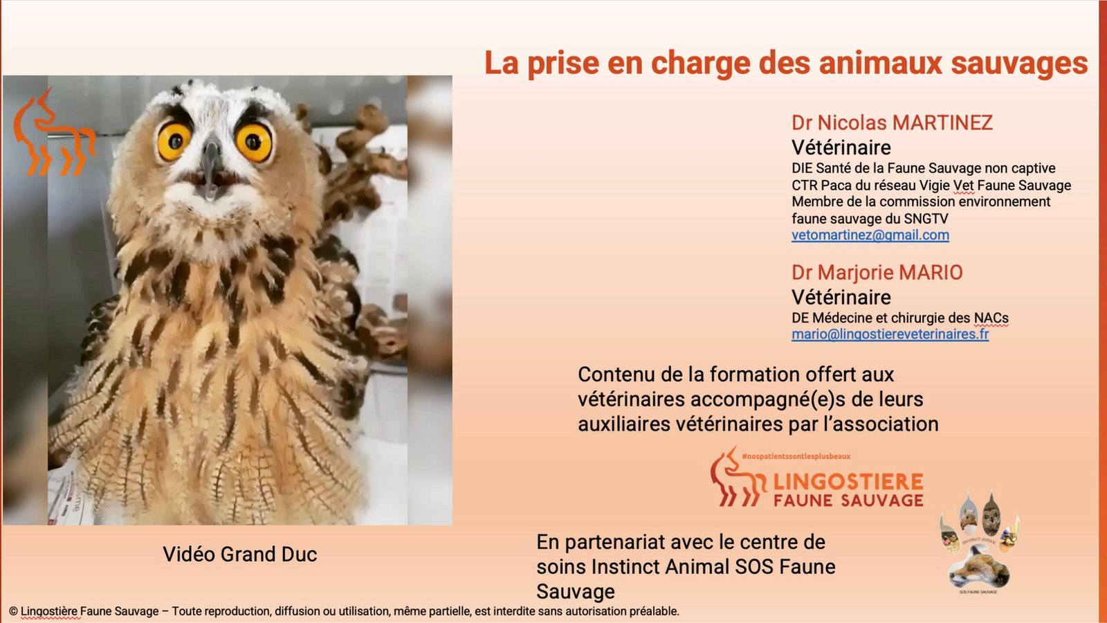 Formation vétérinaire sur la prise en charge de la faune sauvage - Lingostière