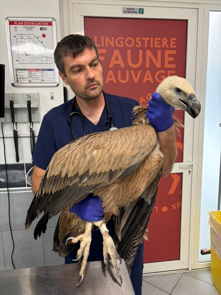 Dr Nicolas Martinez, vétérinaire à Nice et président de Lingostière Faune Sauvage